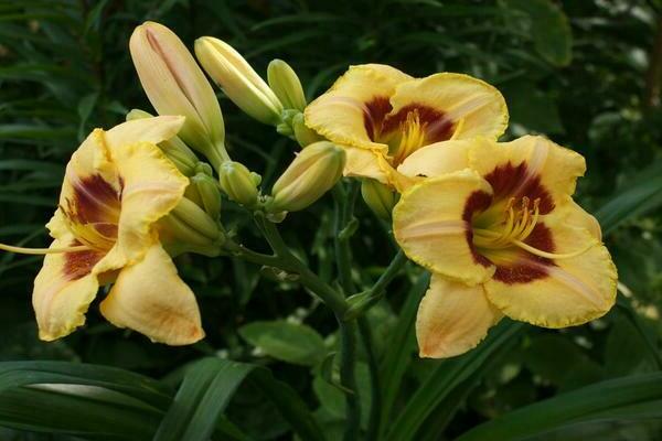 Lilies and daylilies