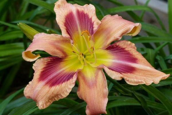 Lilies and daylilies