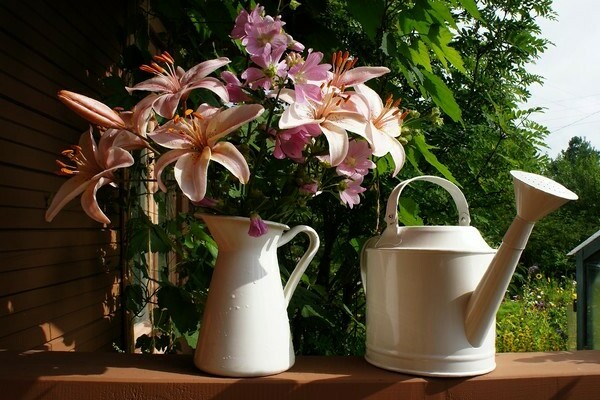 Watering lilies