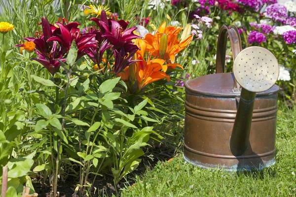 Watering lilies in the open field