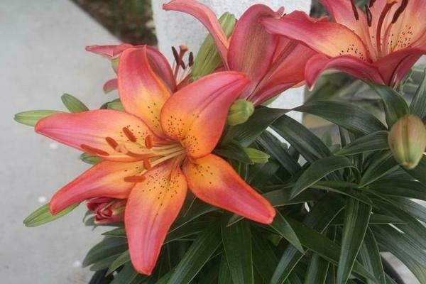 Lilies have faded, what should I do next?