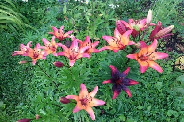 Lilies have faded, what should I do next?