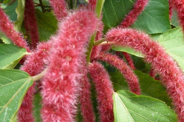 vulpin