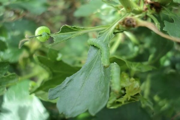 caterpillars on currants
