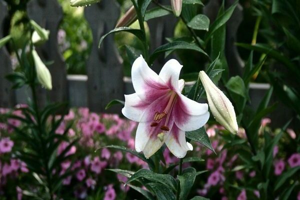 LO hybrides