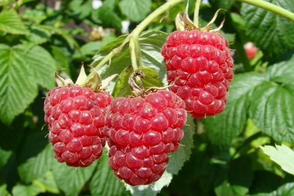 description of raspberry varieties