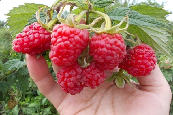 raspberry variety description photo