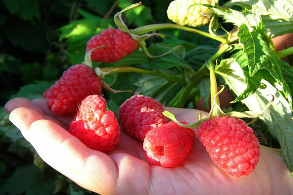 raspberry variety description photo