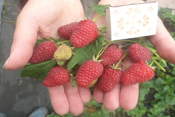 raspberry varieties reviews