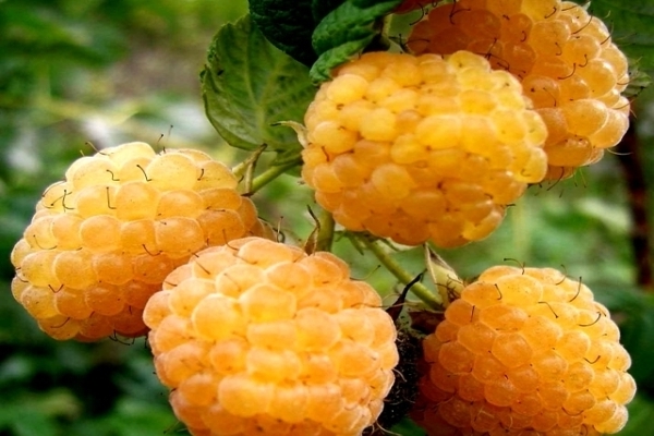 Yellow raspberry varieties