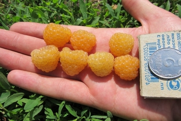 Yellow raspberry varieties