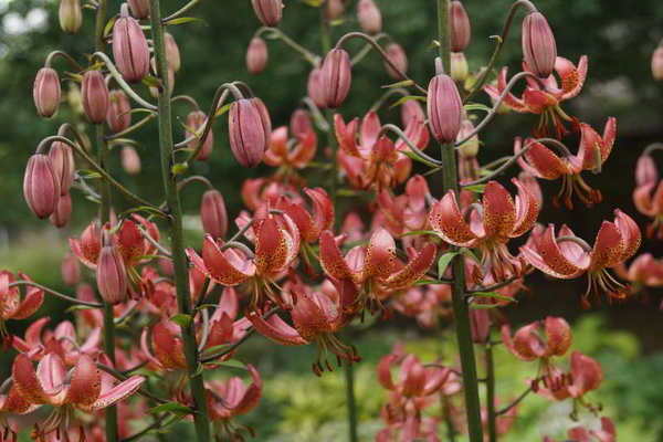 Lírios rosa