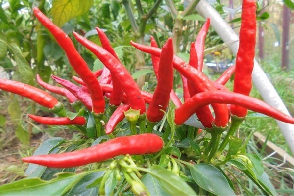 indoor pepper