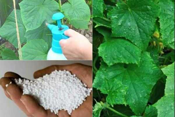 engrais azotés pour concombres