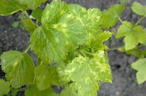 Gooseberry diseases