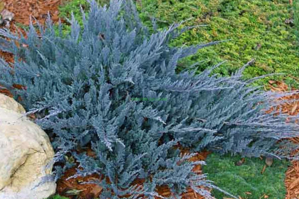 zimbro horizontal blue chip