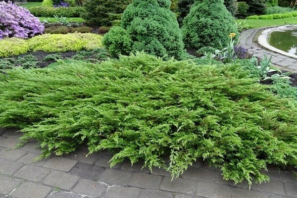 Juniper Arcádia