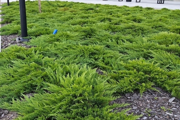 Juniper Arcádia