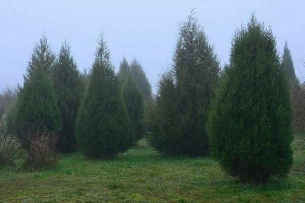 Juniper Arnold: description, characteristics