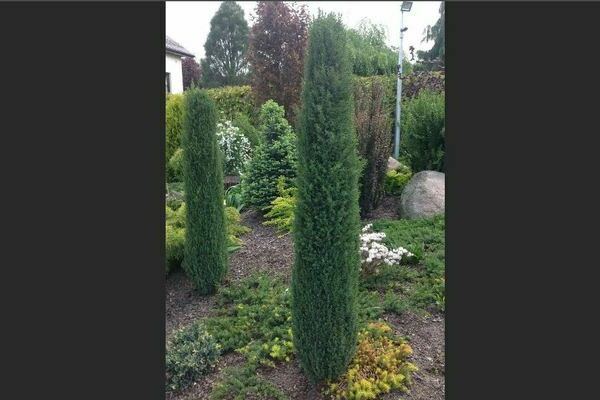 Juniper Arnold: description, photo, application in landscape design