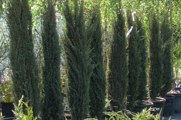 Juniper Arnold: description, photo, application in landscape design