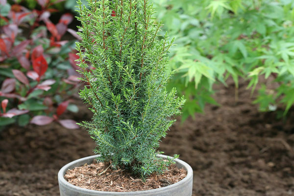 Juniper Arnold: photo, planting and care rules