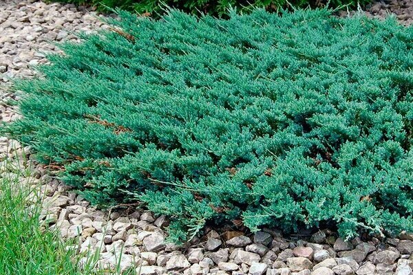 juniper blue chip