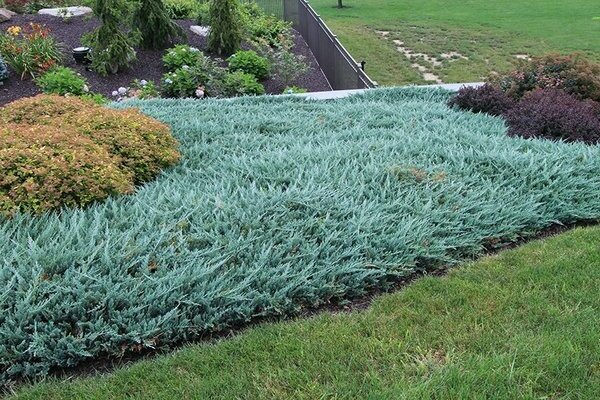 juniper blue chip