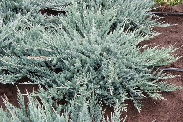 juniper blue chip