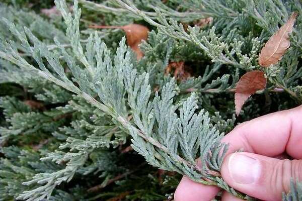 juniper blue chip