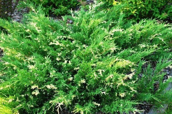 Juniper Expansa Variegata