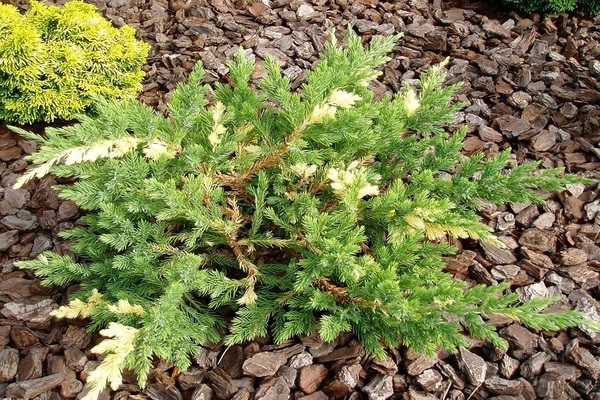 Juniper Expansa Variegata