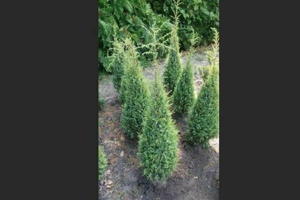 Low-growing junipers: species with descriptions, photos