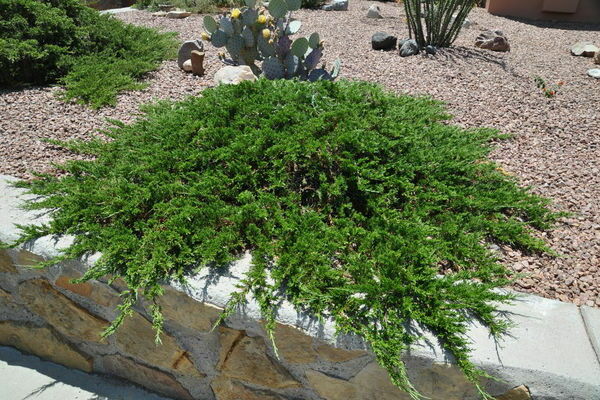 Genévrier Tamariscifolia : informations générales sur la variété