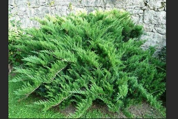 Genévrier Tamariscifolia: description et photo