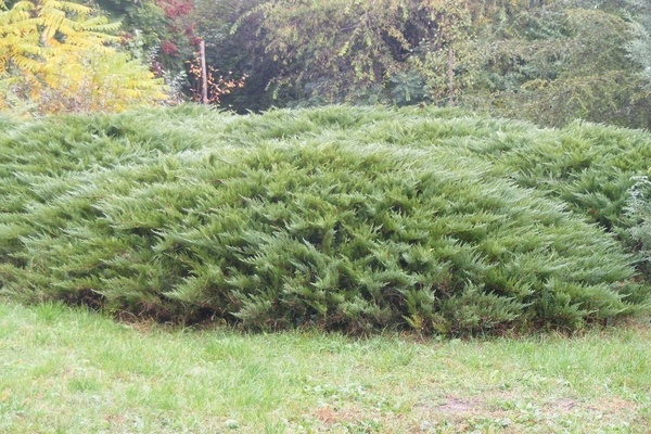 Genévrier Tamariscifolia : photo sur le site
