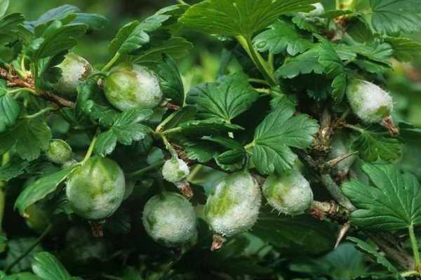 Gooseberry diseases