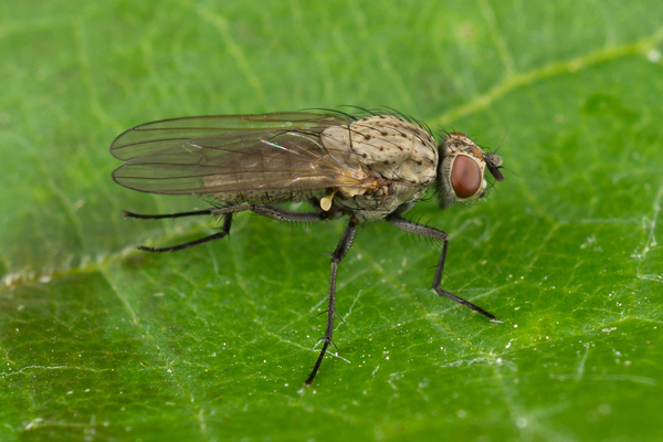Onion fly
