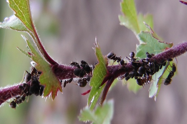 how to save currants from ants and aphids