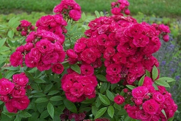 Musky rose