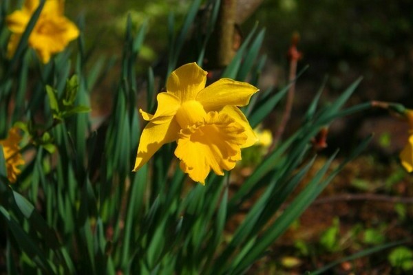 Daffodils
