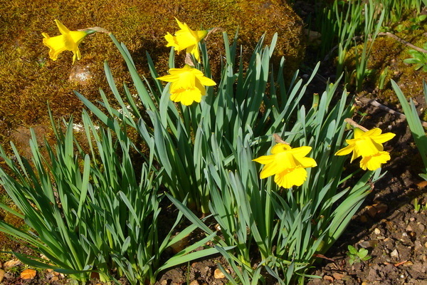 Tubular daffodils: varieties, description