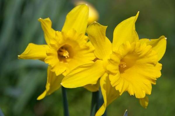 Tubular daffodils: varieties, description