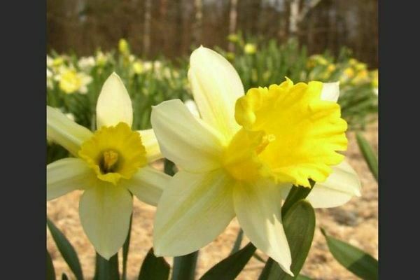 Tubular daffodils: varieties, description