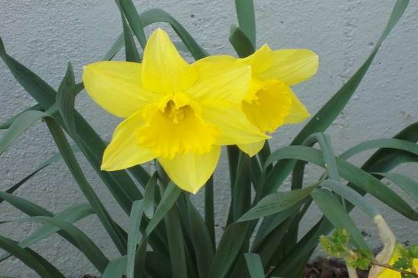 Tubular daffodils: varieties, description