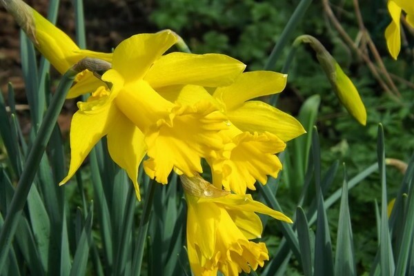 Tubular daffodils: varieties, description