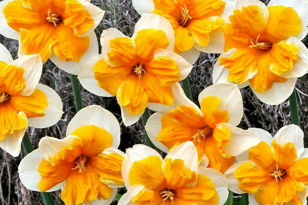 Yellow daffodils: varieties with photos