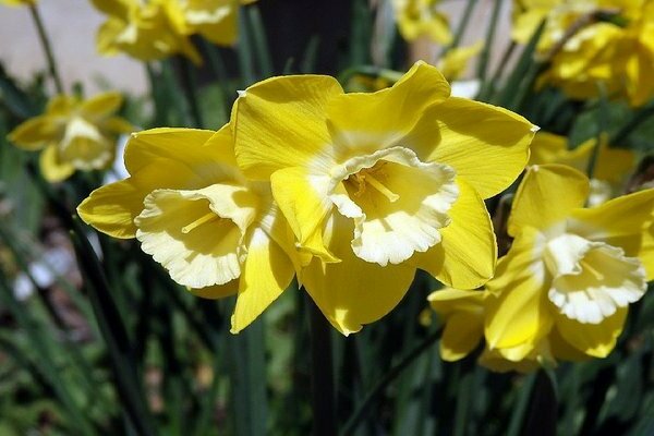 Yellow daffodils: varieties with photos