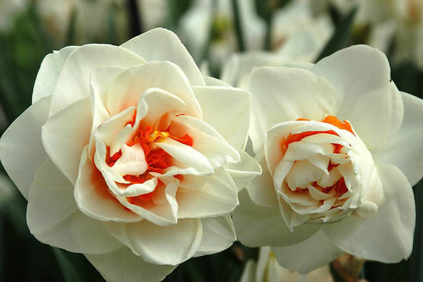 Yellow daffodils: varieties with photos