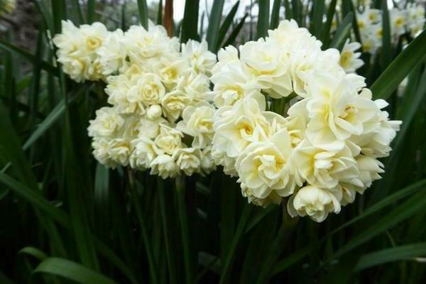 Yellow daffodils: varieties with photos